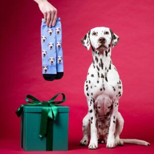 Dalmatian beside a gift box and matching socks in a studio holiday photo.